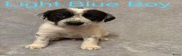 Mixed Breed dogs for sale: Pyrematian puppies - Advert 28