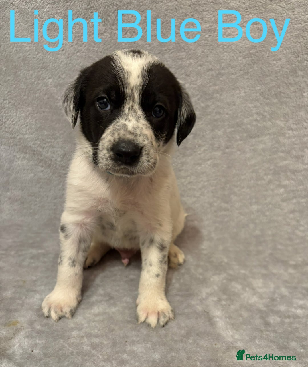 Mixed Breed dogs for sale: Pyrematian puppies - Advert 28