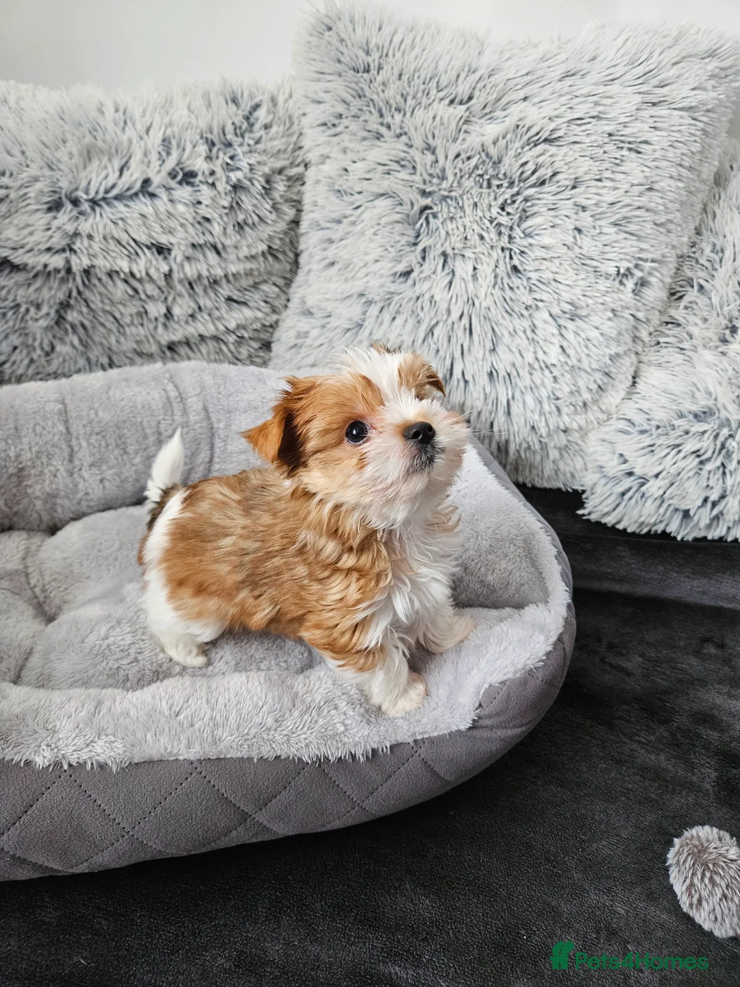 Biewer Terrier dogs for sale: Biewer Yorkshire Terier - Advert 2