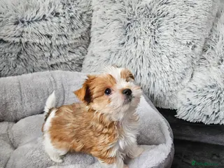 Biewer Terrier dogs Biewer Yorkshire Terier - Advert 1