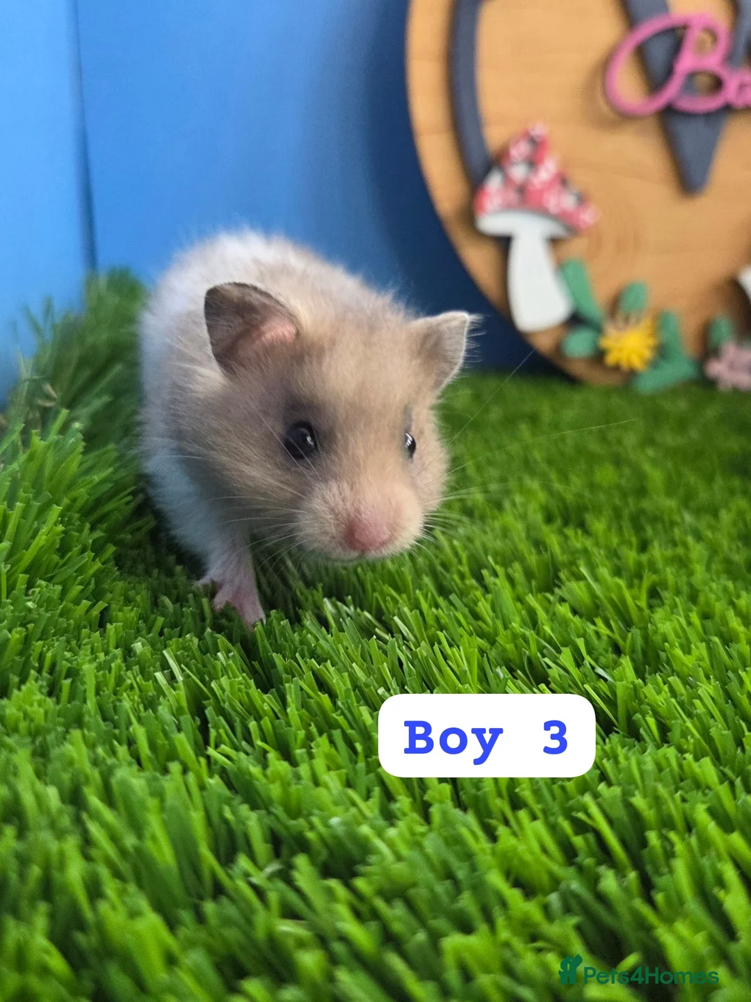 Hamster rodents for sale: Syrian Hamster Baby Boys Girl Male Female Pedigree - Advert 8