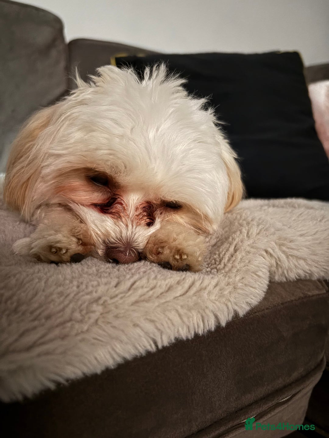 Maltipoo dogs for sale: Maltipoo - Image 11