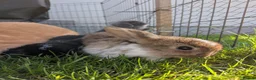 Mini Lop rabbits for sale: Beautiful Mini Lops For Sale  ˖Ი𐑼⋆ FOUR LEFT  - Advert 17