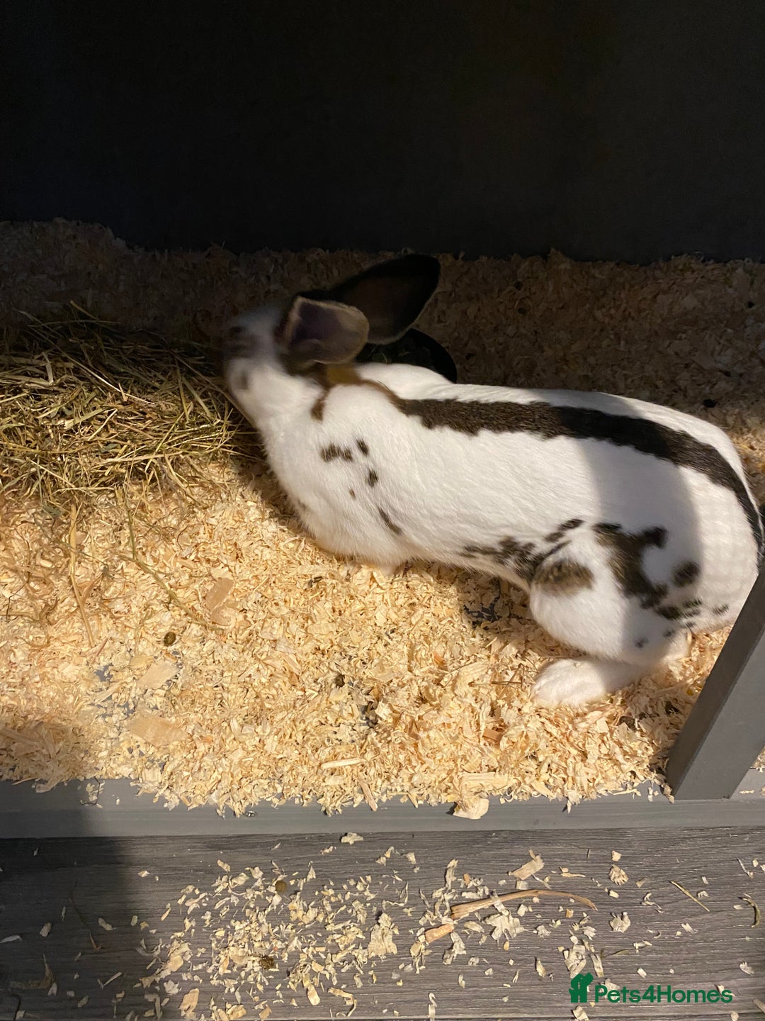 English rabbits for sale: Male  - Advert 2