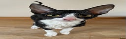 Cornish Rex cats for sale: ready now GCCF registered & PRA negative  - Advert 4