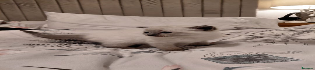 Ragdoll Kitten 3