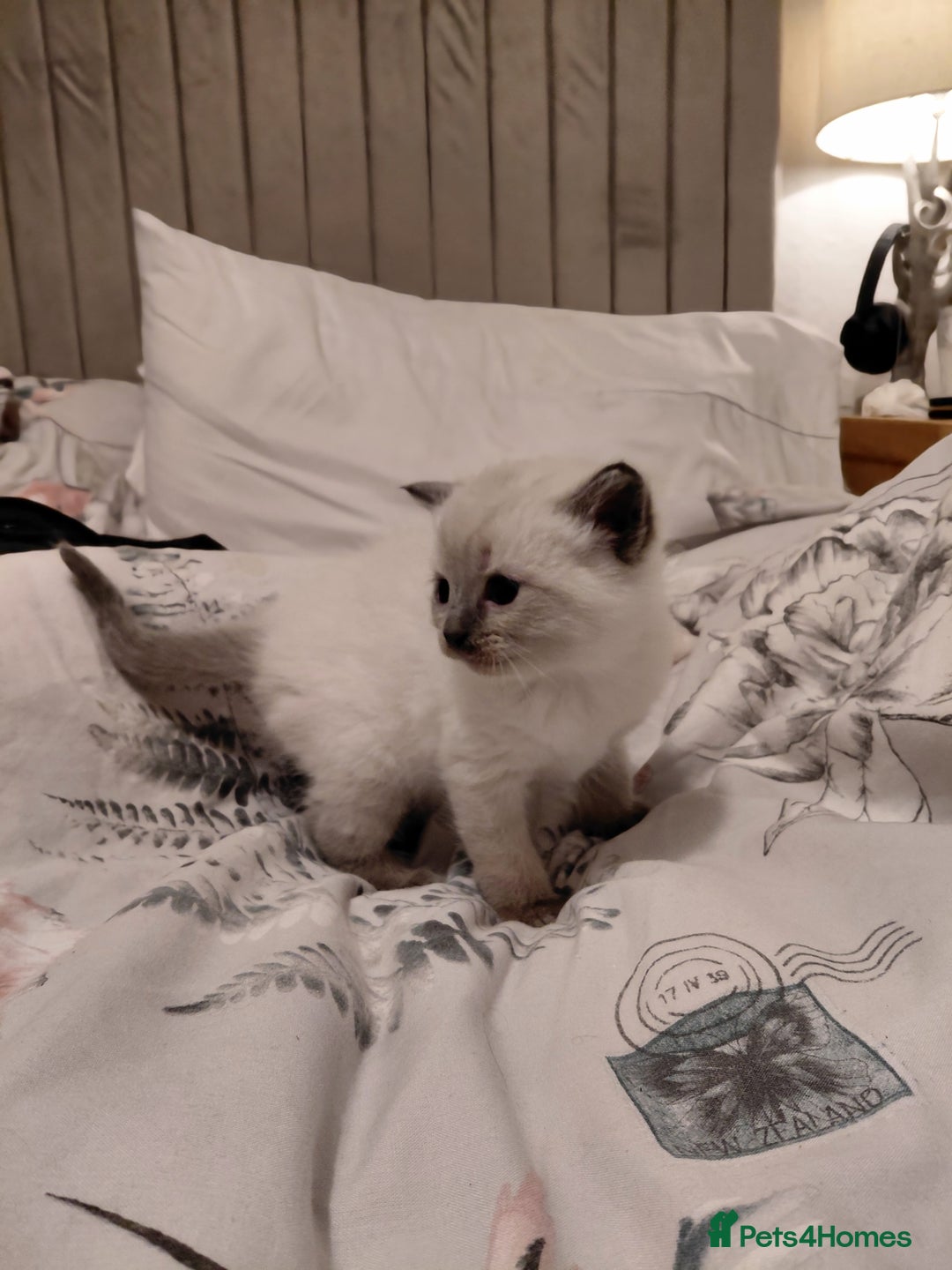 Ragdoll cats for sale: 5 ragdoll british shorthair kittens - Image 6