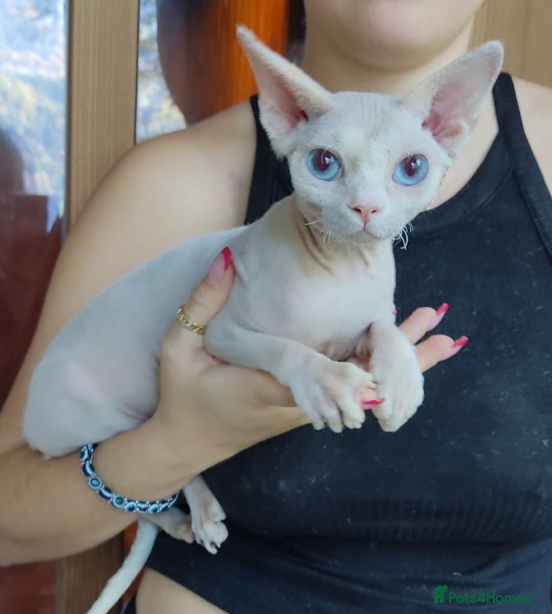 Sphynx cats for sale: Sphynx  kittens available  - Image 4