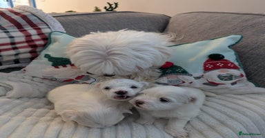 Maltese dogs puppies  Maltese  male  - Advert 7