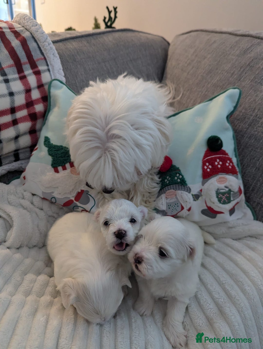 Maltese dogs for sale: puppies  Maltese  male  - Advert 2