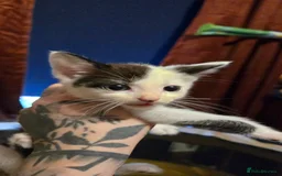 Mixed Breed cats for sale: Black / Tabby and White kittens - Image 3