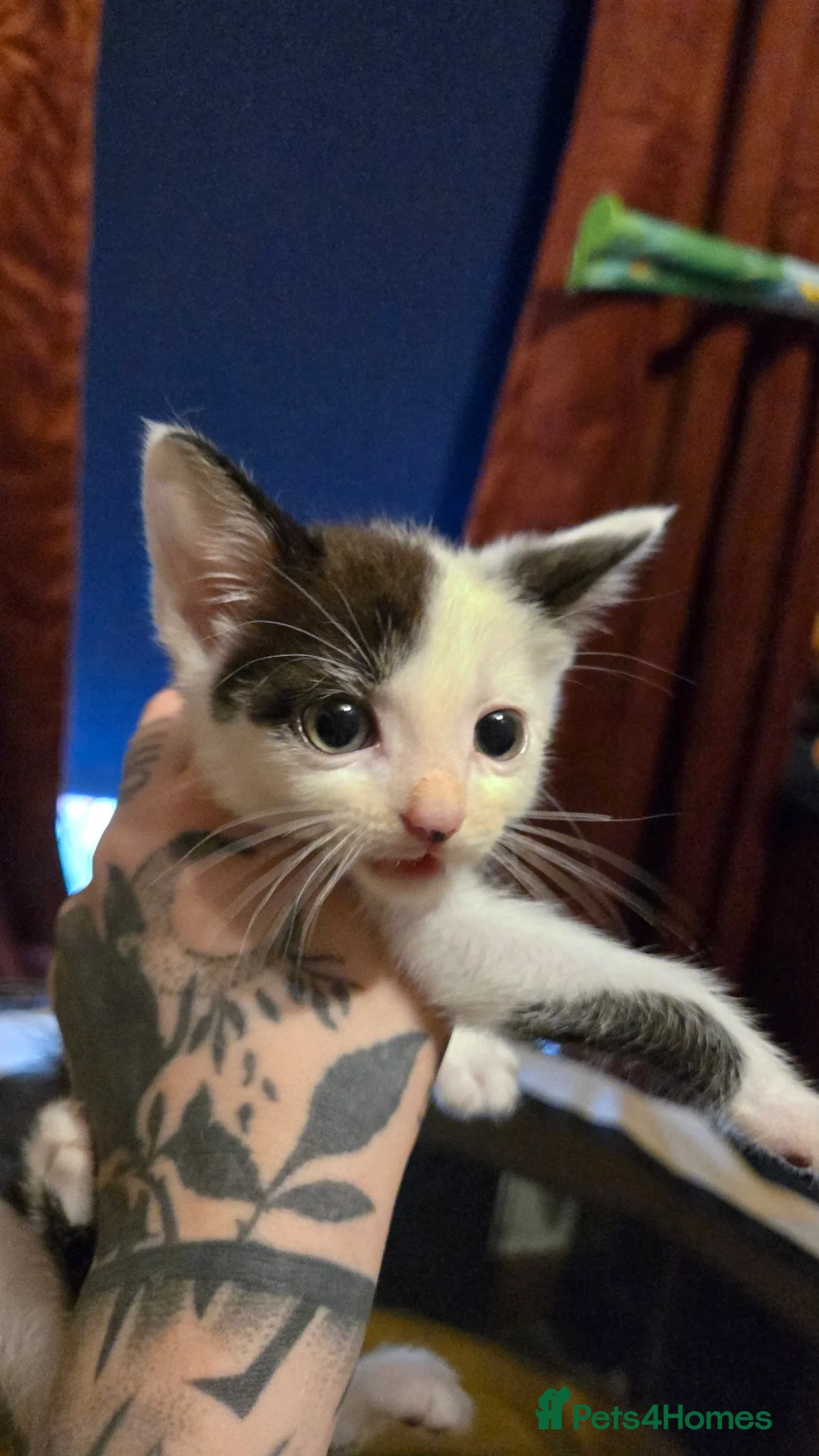 Mixed Breed cats for sale: Black / Tabby and White kittens - Image 3