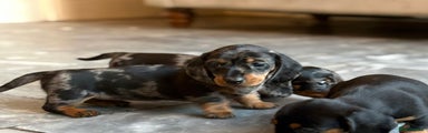 Miniature Dachshund Puppy 5