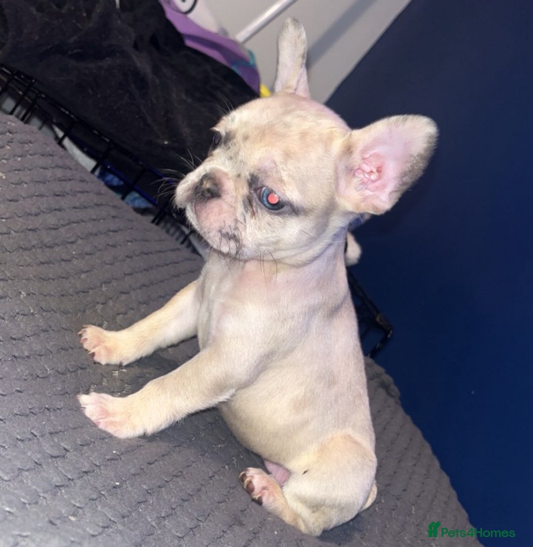 French Bulldog dogs for sale: Beautiful French bulldog puppies  - Advert 4