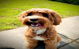 Labradoodle dogs for sale: Multigenerational Miniature Labradoodles - Image 12