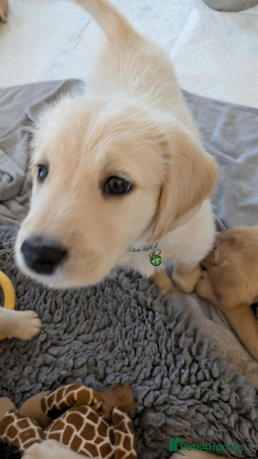 Labradoodle dogs Golden Labradoodle / Doubledoodle Puppies Viewings - Advert 1