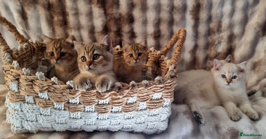 British Shorthair cats - Advert 4