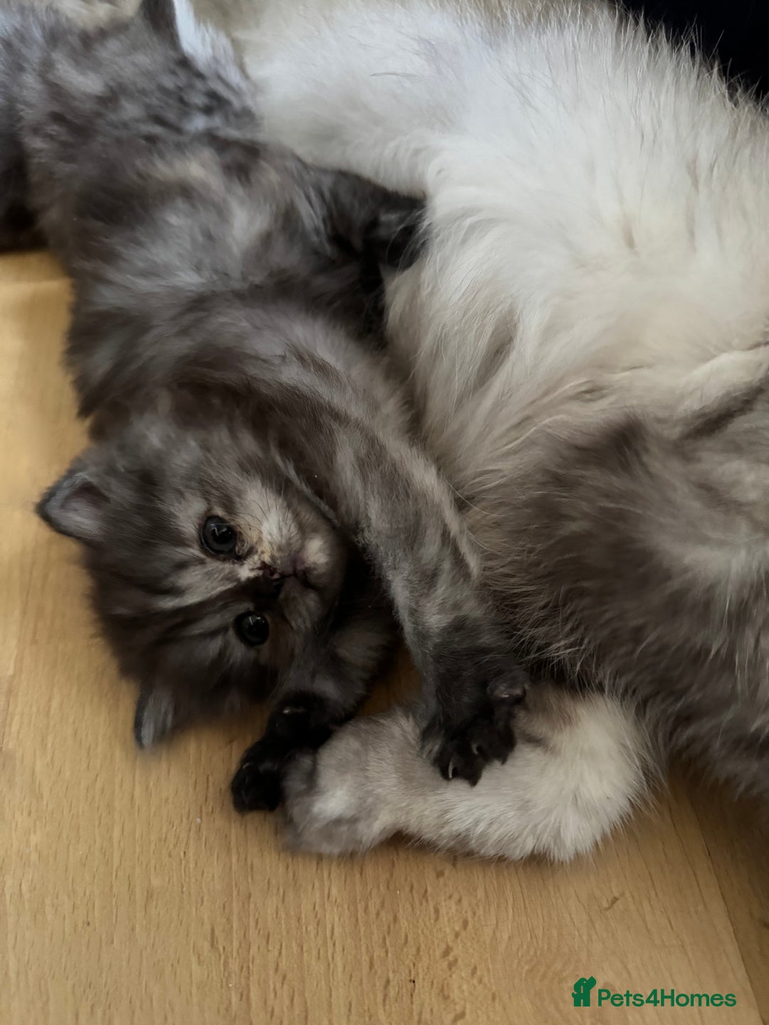 Persian cats for sale: 2 Cute Persian Kittens For Sale! Last 2 Left! - Image 15