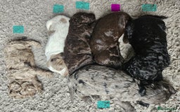 Cockapoo dogs for sale: Cockapoo puppies - Image 2