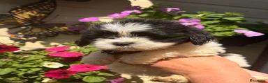 Lhasa Apso 5