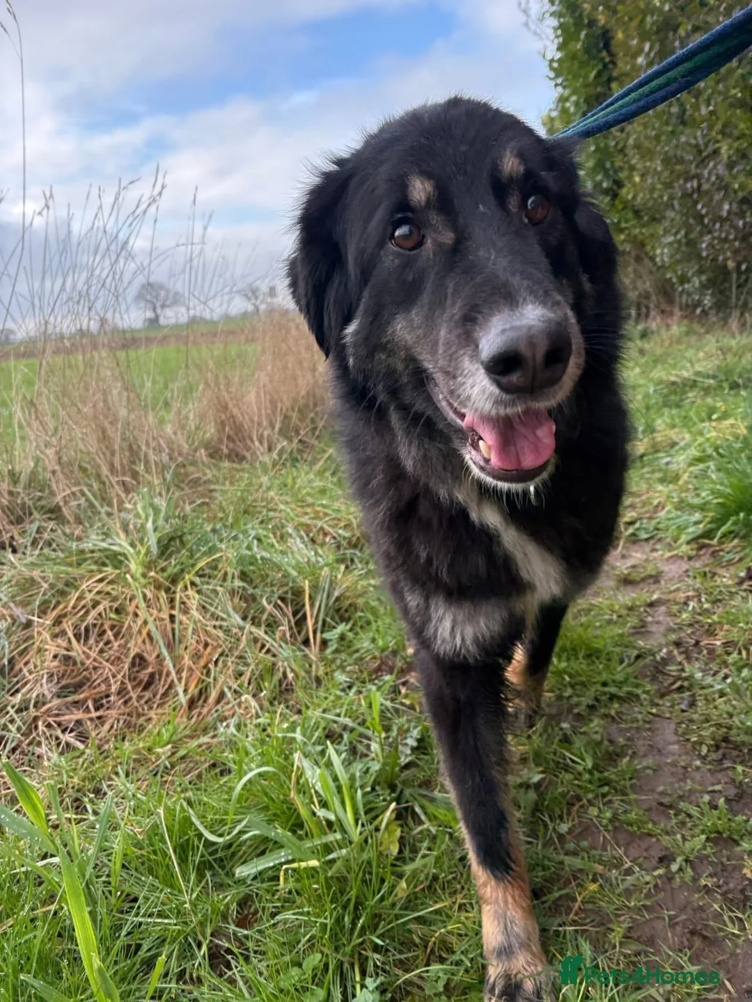 Mixed Breed dogs for adoption: Waffle - Norwich Norfolk  - Advert 11