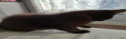 Mixed Breed cats for sale: Black kitten - Advert 5