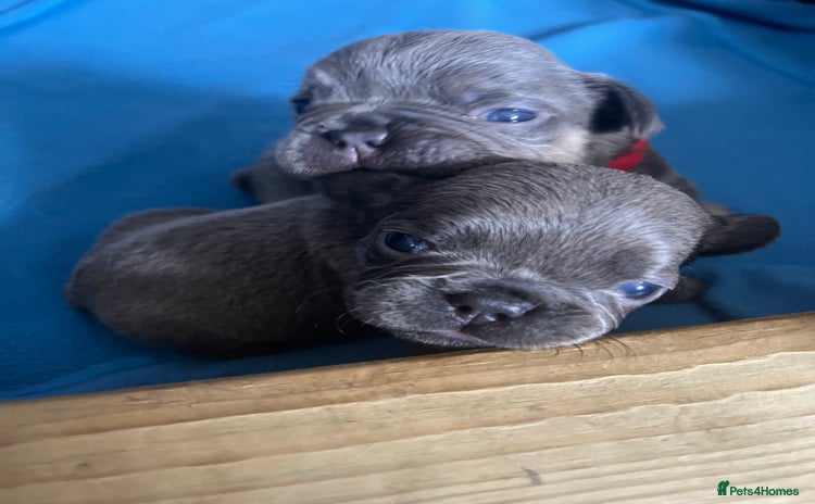French Bulldog dogs - Advert 3