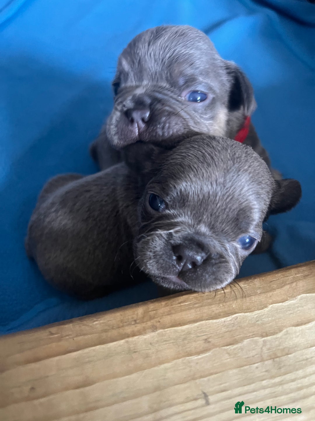 French Bulldog dogs for sale: Fluffy French bulldog pups  - Image 1
