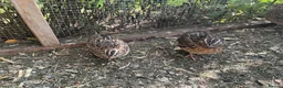 Quail poultry for sale: Courtnix quails in Ipswich - Advert 6
