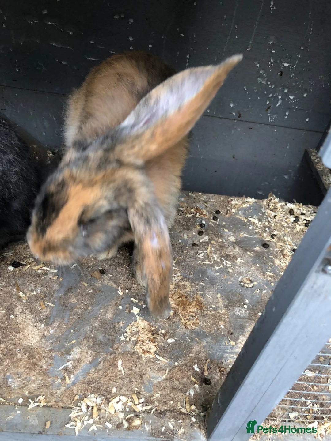 Continental Giant rabbits for sale: Continental Giant Buck Vaccinated Rabbit  - Advert 1