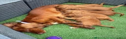 Cocker Spaniel dogs for sale: Beautiful Cocker Spaniel Puppies 2 Boys & 2 Girls  in Manchester - Advert 1