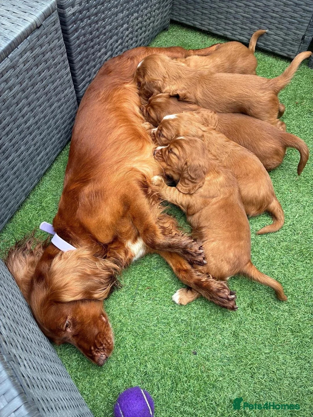 Cocker Spaniel dogs for sale: Beautiful Cocker Spaniel Puppies 2 Boys & 2 Girls  in Manchester - Advert 1