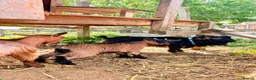 Goats livestock for sale: Pygmy goats  - Advert 3