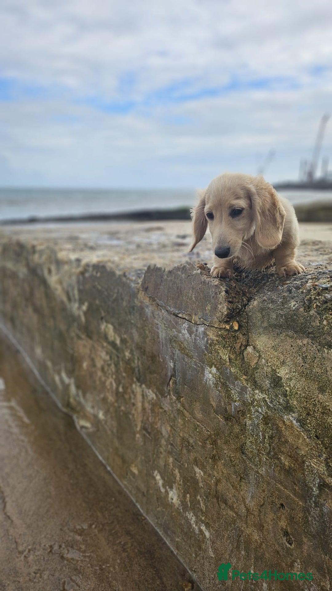Dachshund dogs for sale: Cream boy and girl Miniature dachshund - Image 5