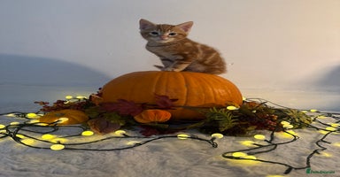 Domestic Shorthair cats - Advert 14