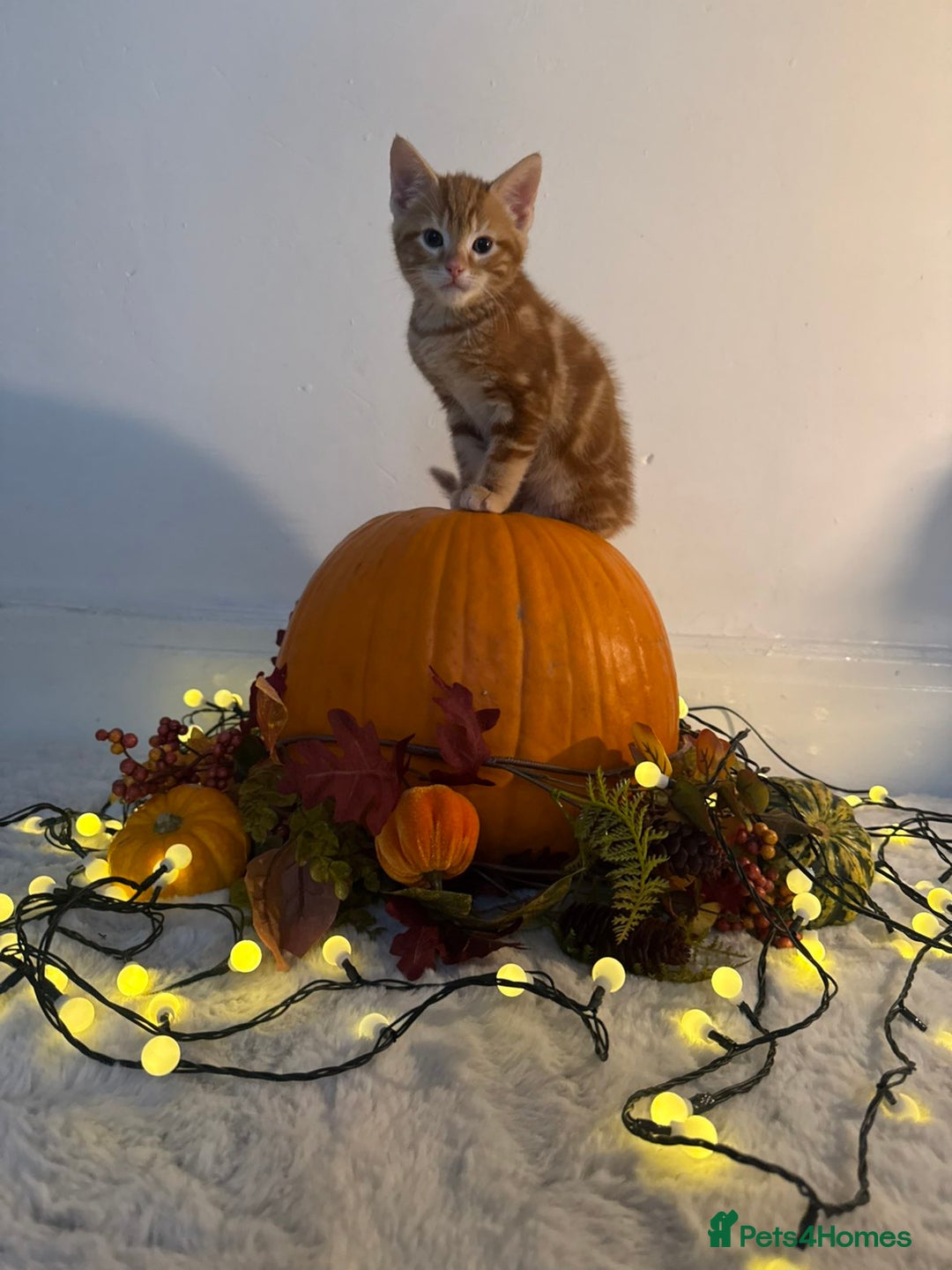 Domestic Shorthair cats for sale:  Adorable Kittens Looking for Their Forever Homes - Image 3