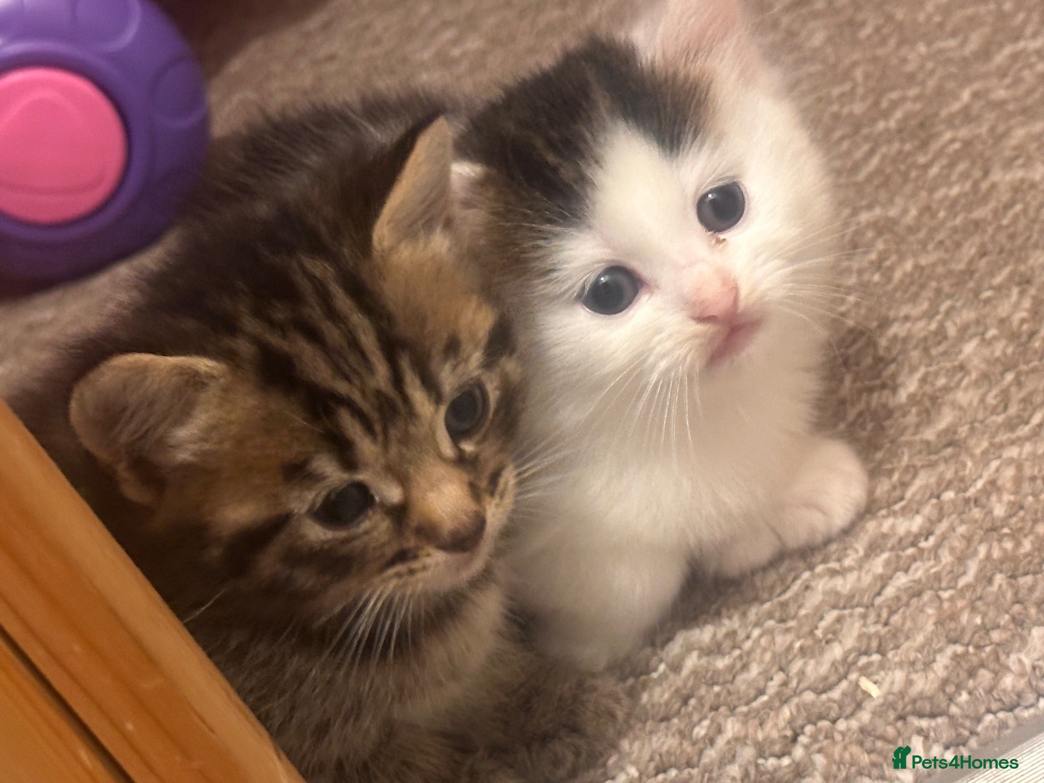 Mixed Breed cats 2 kittens for sale female and male  - Advert 3