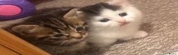 Mixed Breed cats for sale: 2 kittens for sale female and male  in Derby - Advert 1