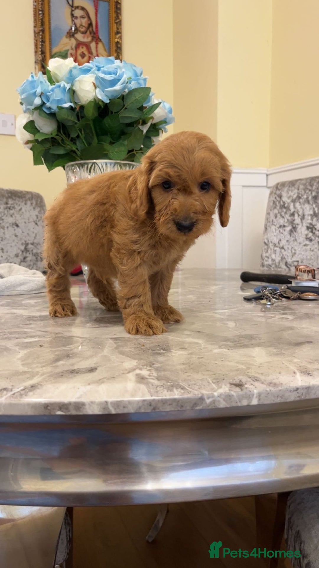 Cockapoo dogs for sale: F1 Cockapoo pups for sale  - Image 8