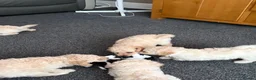 Cavapoo dogs for sale: **2 puppies ready to leave** - Advert 4