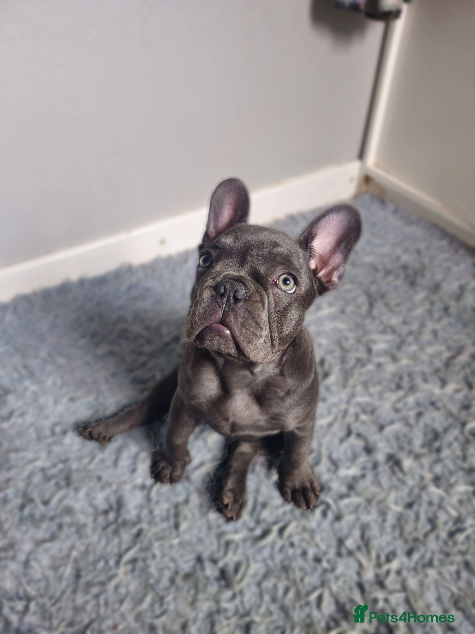 French Bulldog dogs Adorable French Bulldog girl - Advert 11