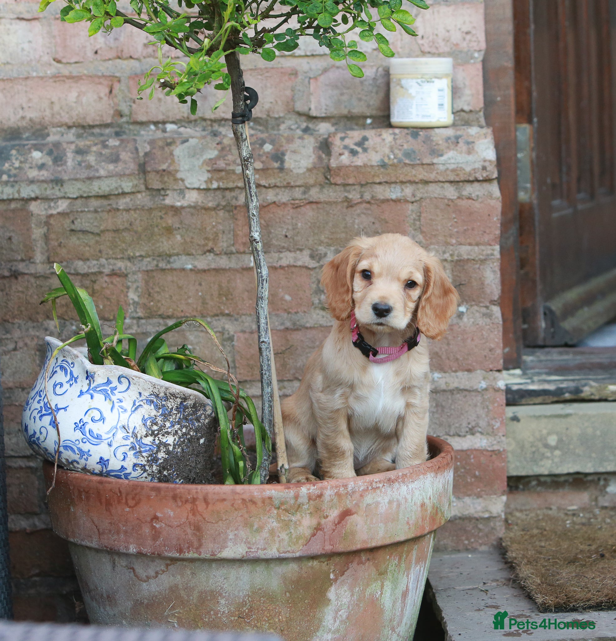 Cocker Spaniel dogs Gorgeous Working Cocker Spaniel Pups KC Reg - Advert 1