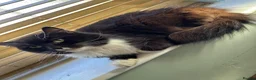 Mixed Breed cats for sale: Cats  **  in Cheadle - Advert 6