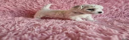 Bichon Frise dogs for sale: Bichon Frise puppy's  - Advert 12