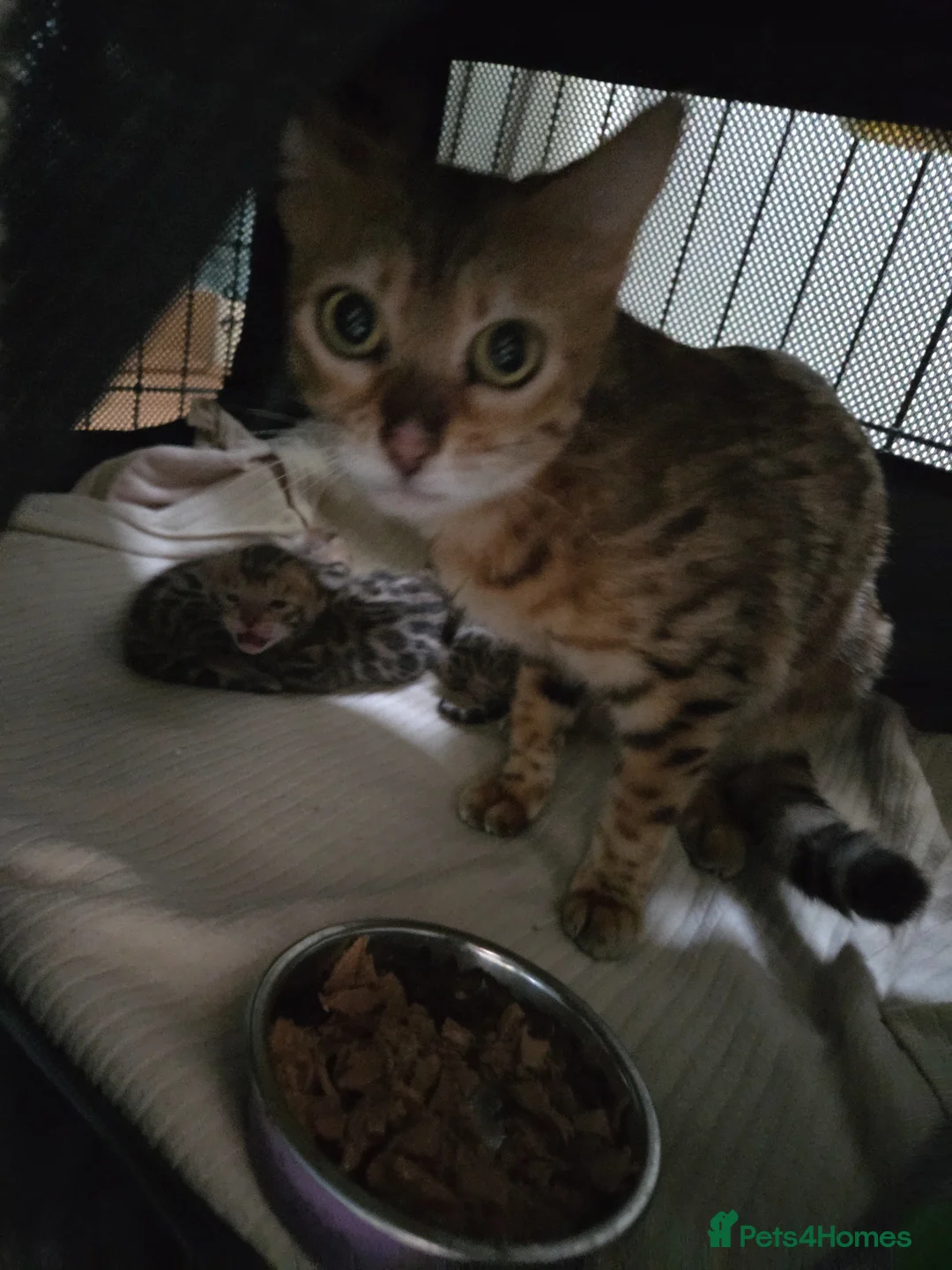 Bengal cats for sale: TICA registered full bengal kittens in Whitby - Advert 2