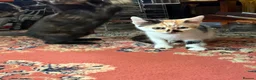 Mixed Breed cats for sale: 4 Beautiful Kittens in Erith - Advert 16