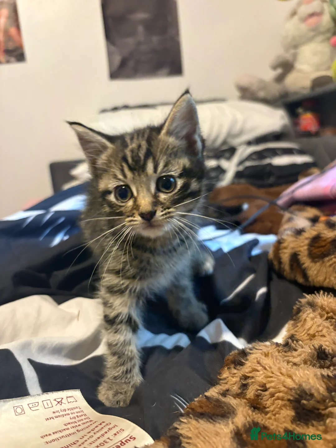 British Shorthair cats for sale: 3 tabby kittens - Advert 4