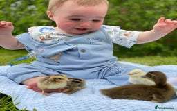 Chickens poultry for sale: Hatching eggs, Chicks & Ducklings - Image 26