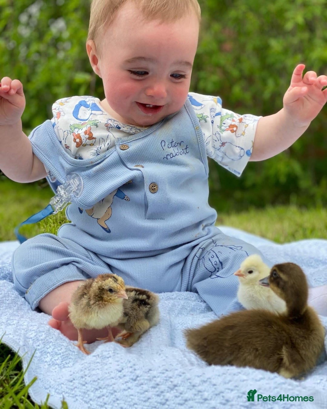 Chickens poultry for sale: Hatching eggs, Chicks & Ducklings - Image 26