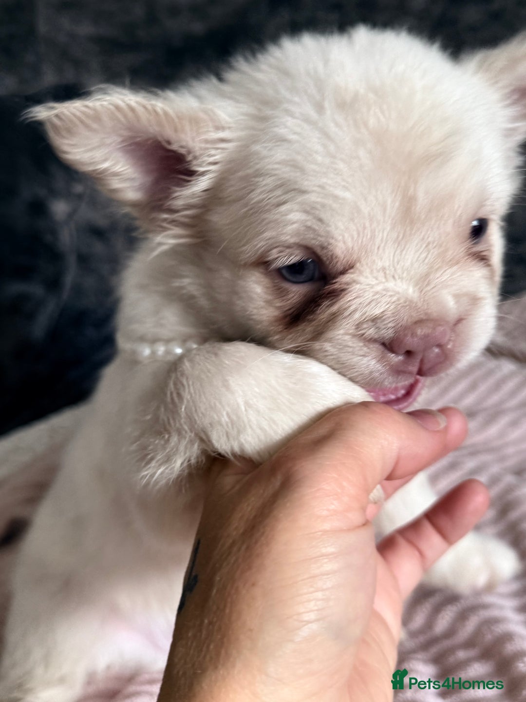 French Bulldog dogs for sale: FLUFFY FRENCH BULLDOGS - Image 29